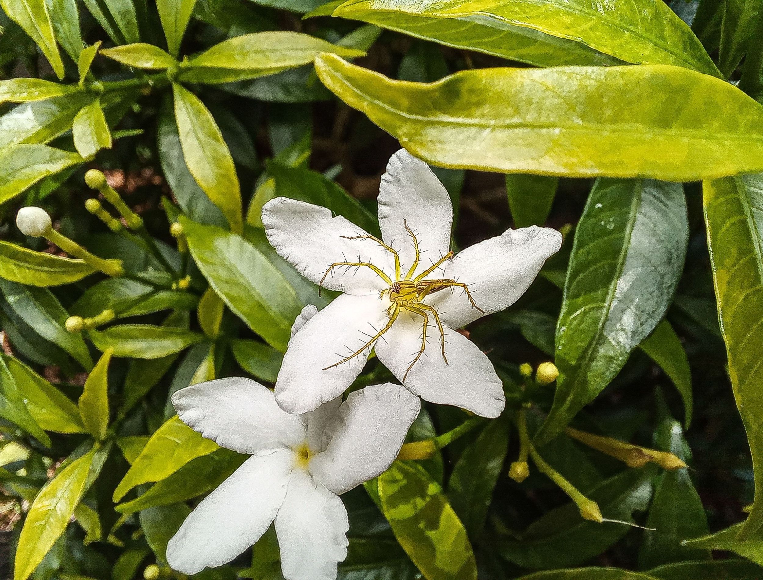 spider plants in the wild Chlorophytum Comosum