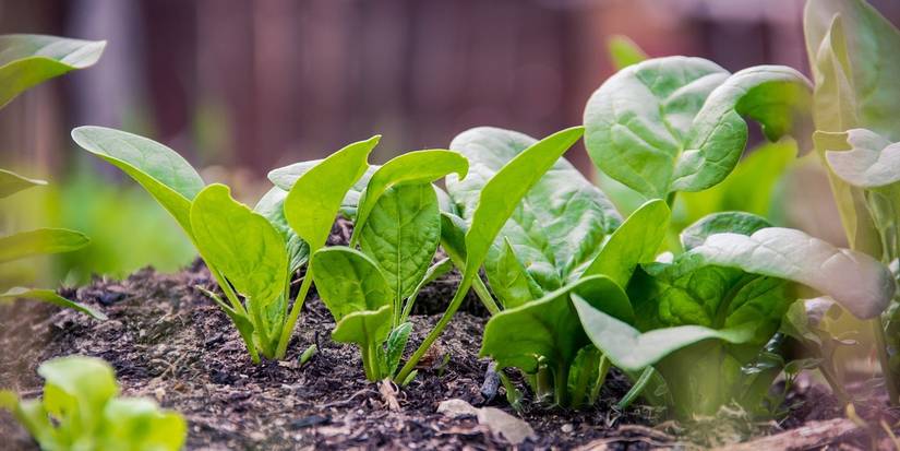Swift Garden Growth: 8 Fast-Growing Seeds to Plant Now