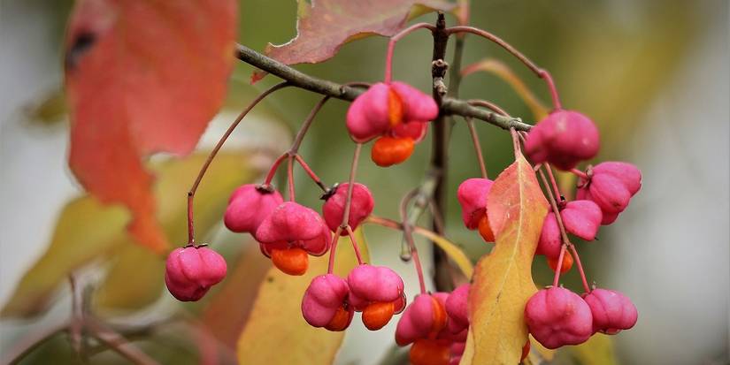 Brighten Winter Landscapes: 6 Shrubs With Colorful Berries