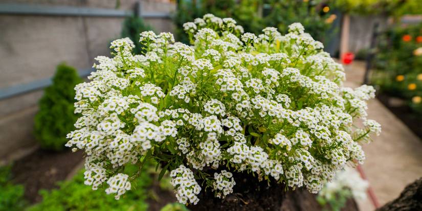 Plant These Early Blooming Spring Flowers Now