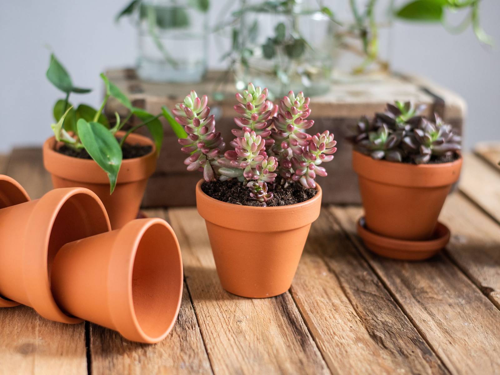 Why Are Terracotta Pots a Trendy Choice for Plants?