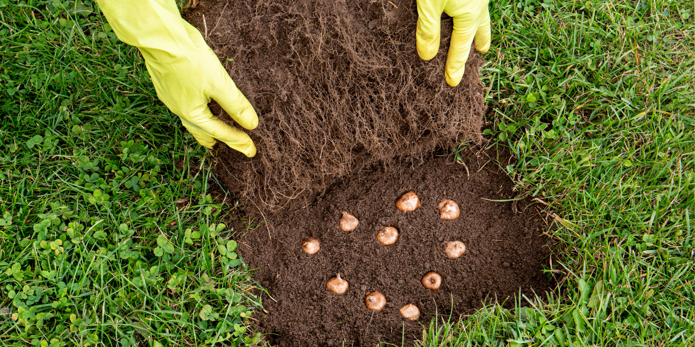 Why and When to Dig Up Your Flower Bulbs