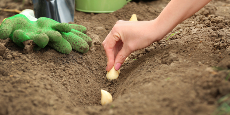 Bulb Planting Rows From Frost to Flowers: The Ultimate Winter Bulb Planting Guide