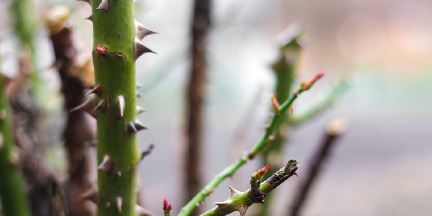 How to Deadhead Flowers to Keep Them Vibrant