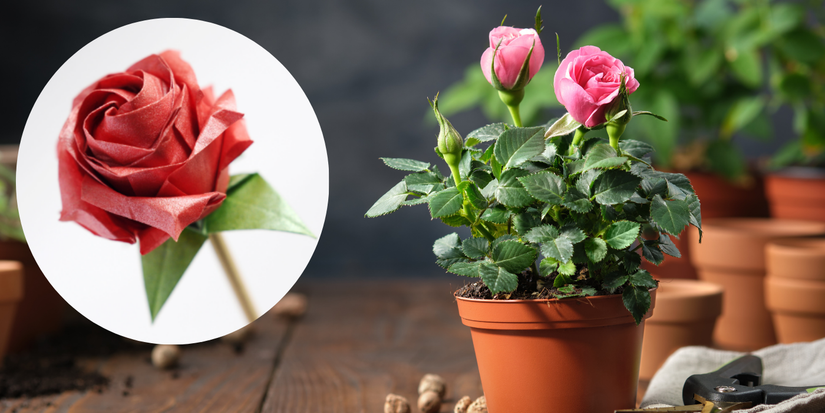 Play Around With DIY Flowers to Brighten Every Room