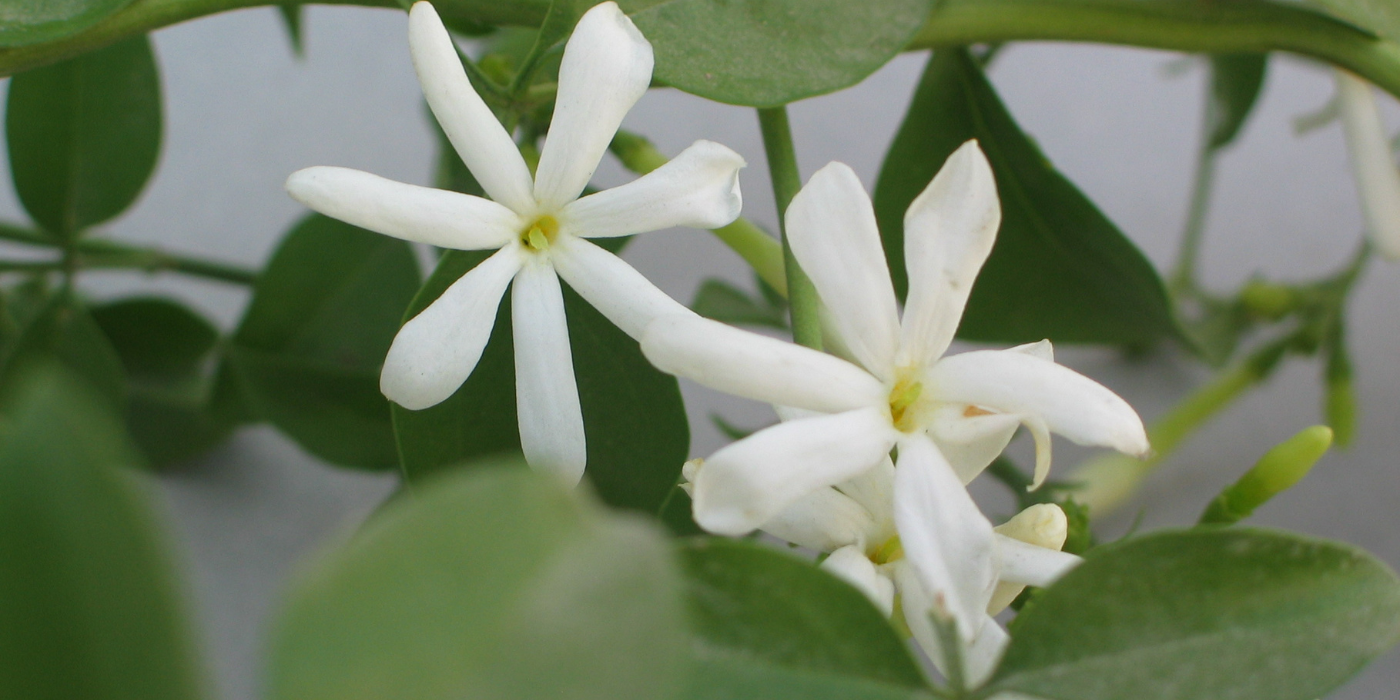Top Soothing Plants for a Calming Aromatherapy Garden