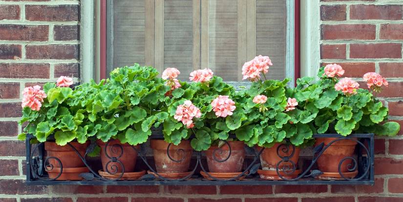 Window Boxes Using Geraniums Grow Geraniums and Repel Ticks Naturally From Your Yard