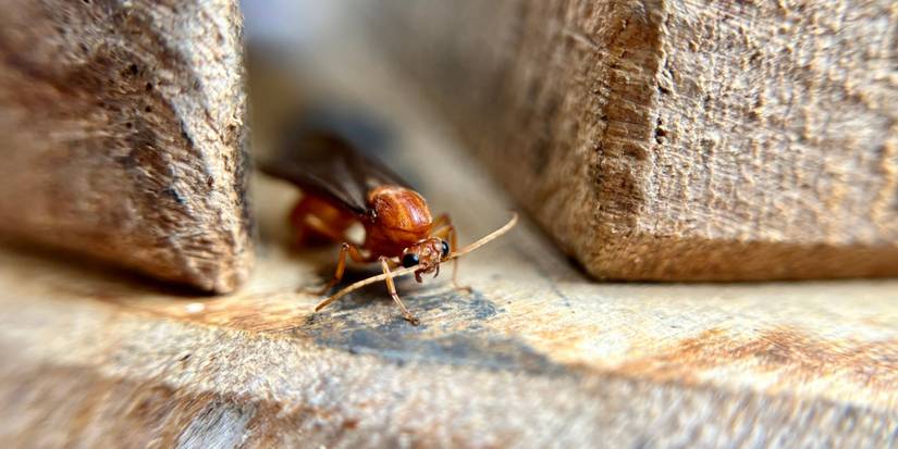 December Insect Icy Intruders: 6 Strange Cold Weather Insects to Watch Out For