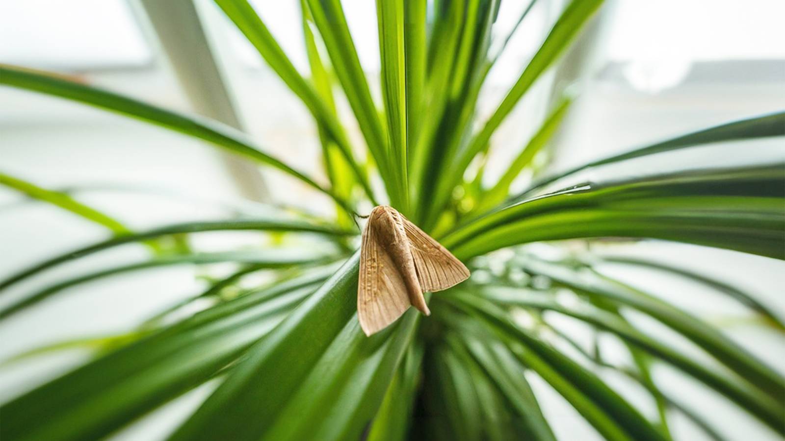 Cold Adapted Insects Icy Intruders: 6 Strange Cold Weather Insects to Watch Out For