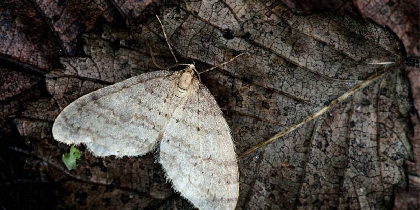 Icy Intruders: 6 Strange Cold Weather Insects to Watch Out For