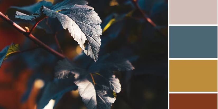 Tree Color Guide How to Use Color Theory in Your Garden Design