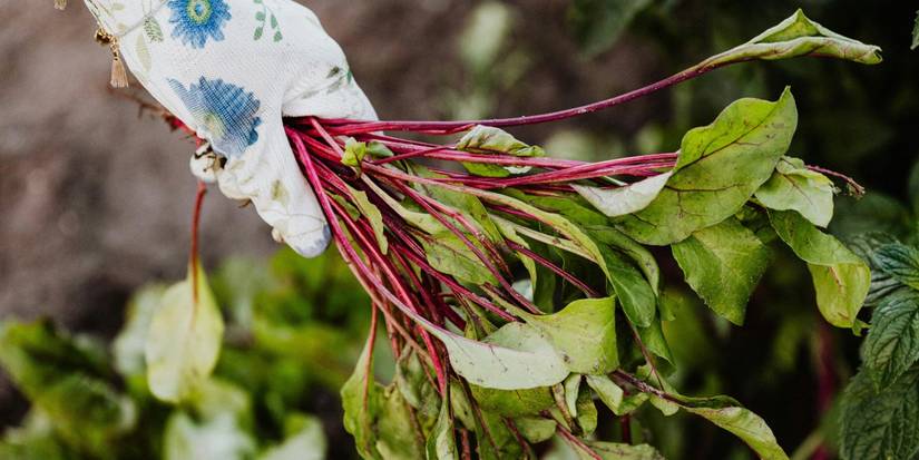 8 Root Vegetables with Leaves You’ll Love to Eat