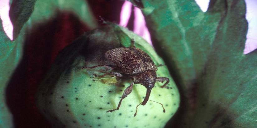 Sustainable Approaches to Managing Boll Weevils