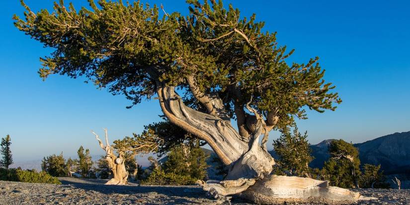 Apocalypse-Proof: 9 Evergreen Trees