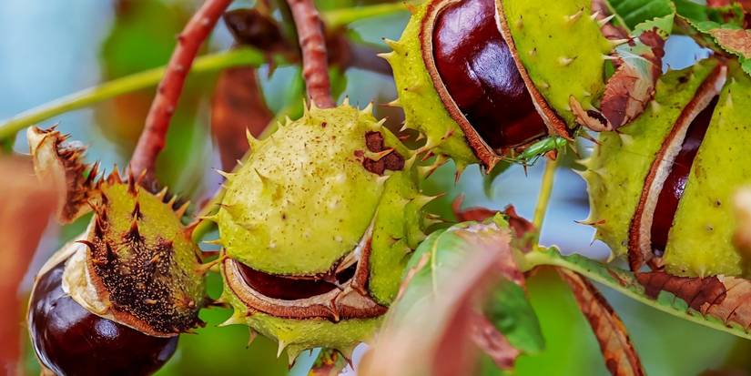 Which Nut Trees Are Perfect For March Planting?
