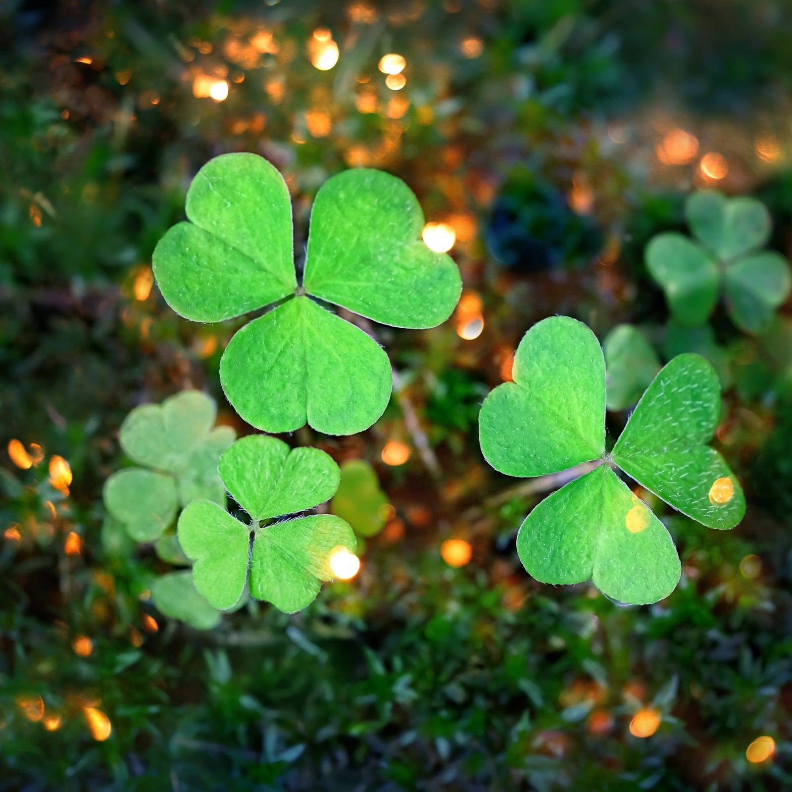 close up of shamrocks growing why shamrocks rule st patrick's day: unraveling the mystery