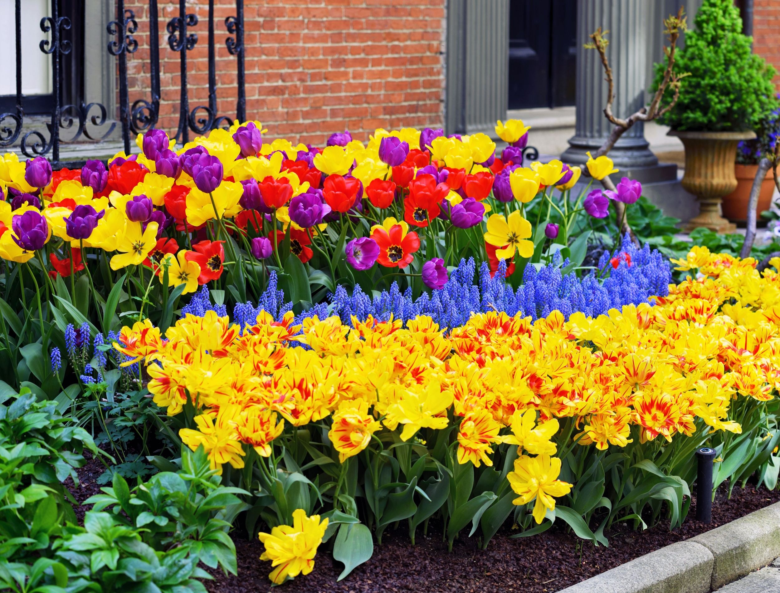 How to Use Color Theory in Your Garden Design