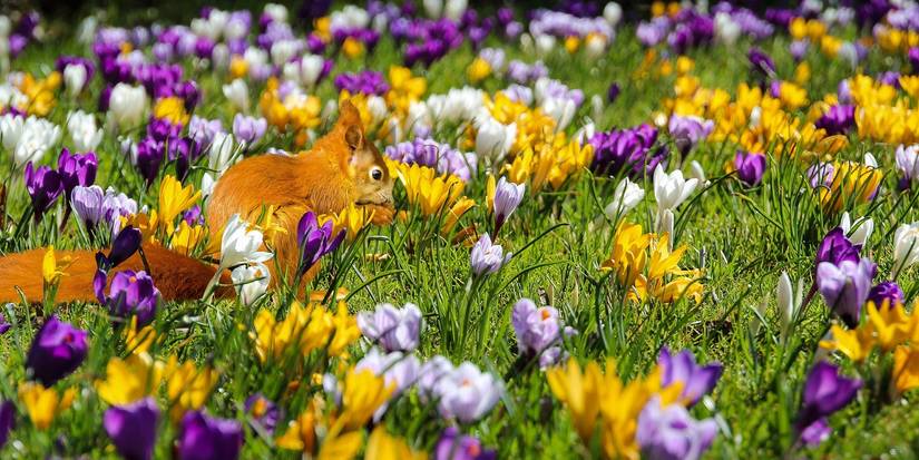 Spring Comes Early With These 6 Gorgeous Blooms