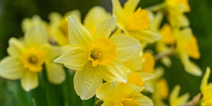 Flowers During Spring Which Early Spring Flowers Are the Most Beautiful?