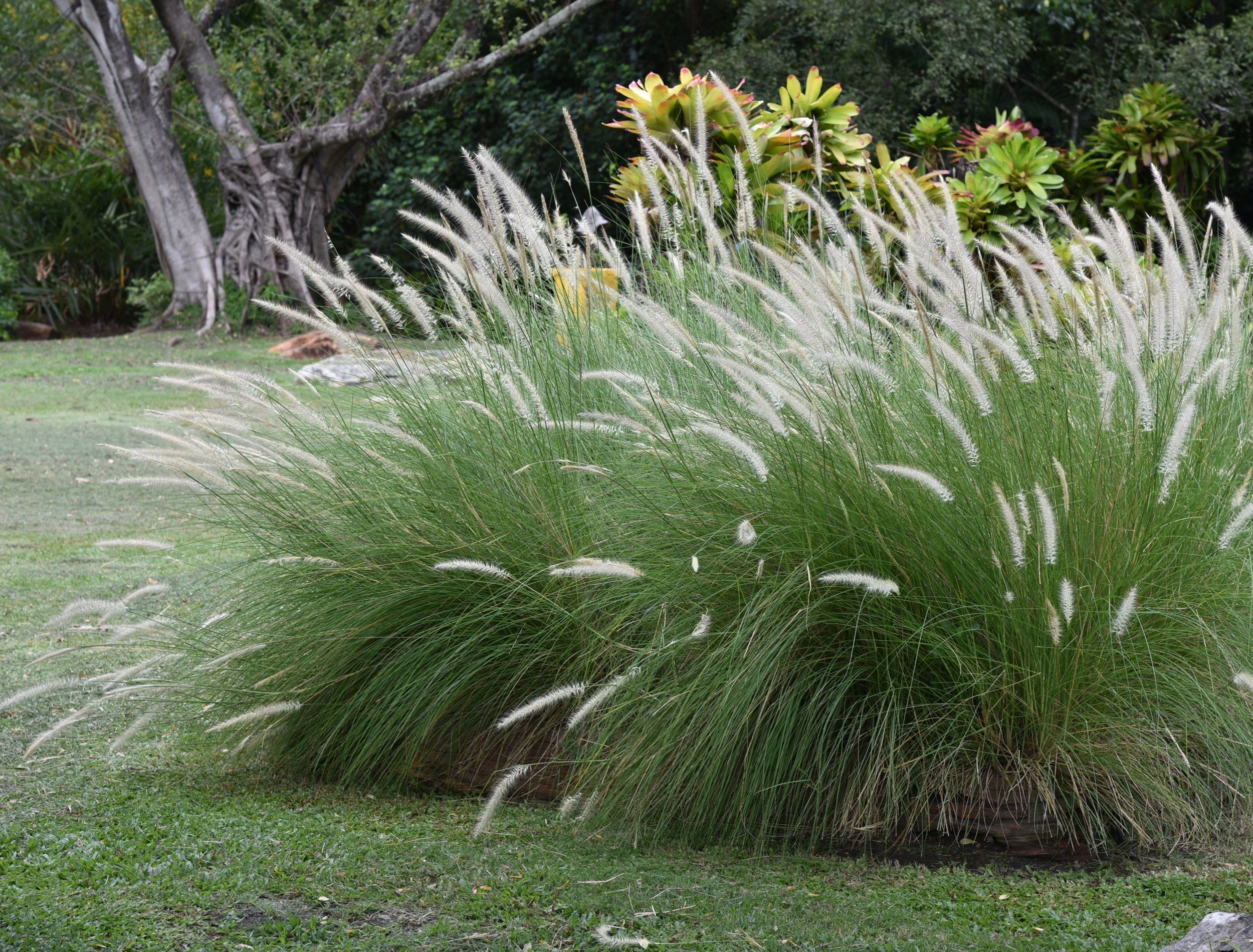 6 Reasons to Get Rid of the Fox Tail Plant