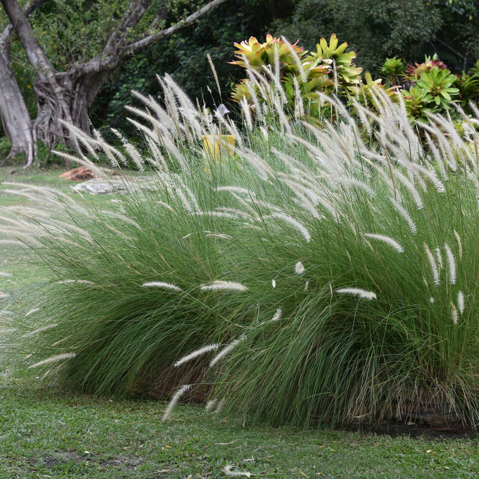 6 Reasons to Get Rid of the Fox Tail Plant