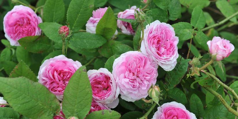 Rose Varieties Perfect For Your Garden's Climate
