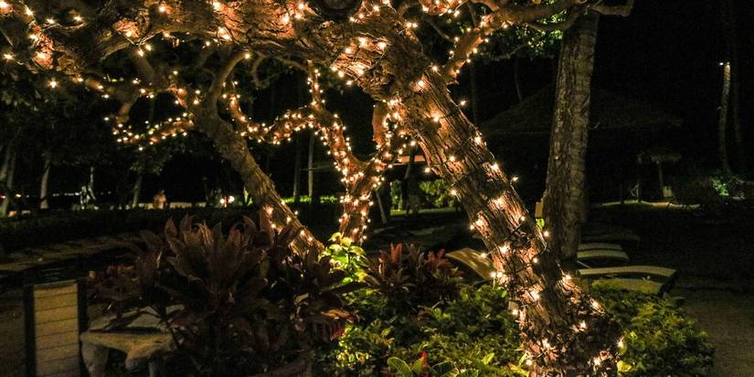 String Light Tree Frame Five DIY Features That Elevate Your Backyard