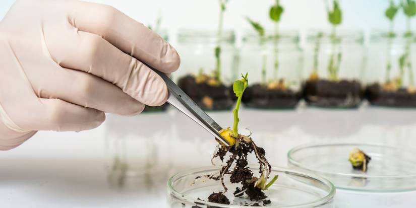 Genetically Curced The Rise of Genetically Modified Plants: A Growing Trend in Home Gardening