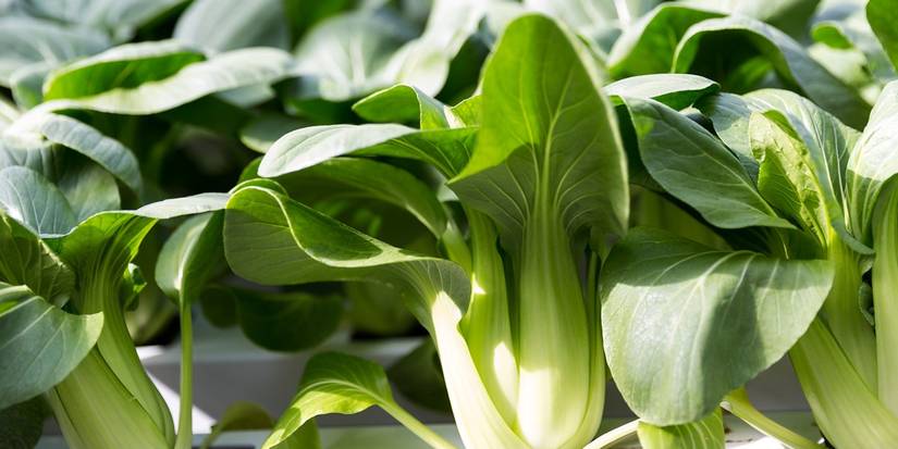 How to Grow Bok Choy in the Garden