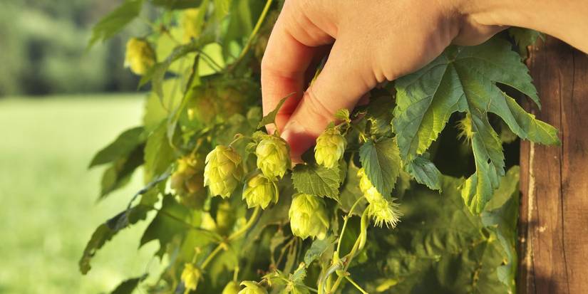 The Backyard Guide to Homebrewing Ingredients