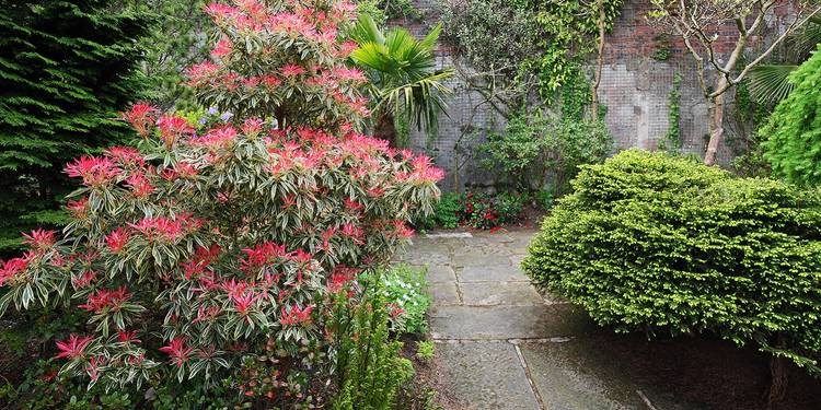 Which Early Spring Flowers Are the Most Beautiful?
