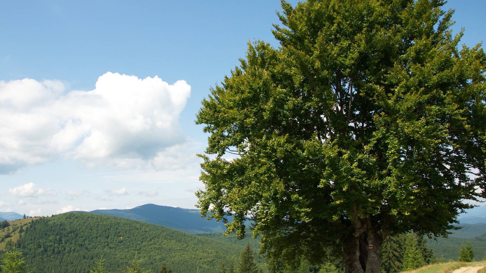 Horche Tree Enhance Your Landscape With Hornbeam Trees