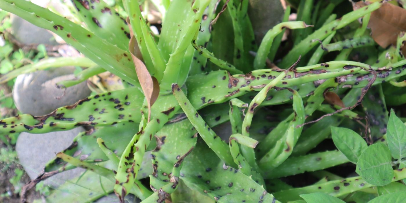Understanding Your Plant: 6 Signals It Needs Care