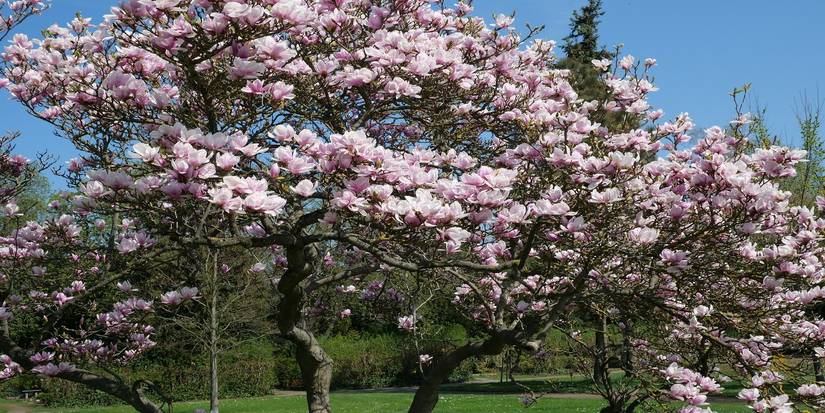 Battling Invasive Tree Roots to Protect Your Plumbing