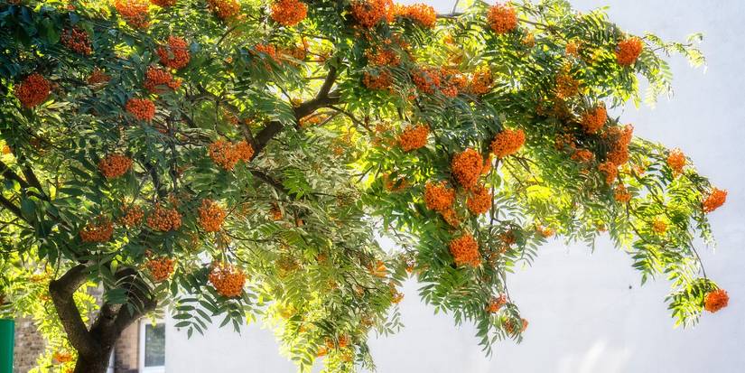 How to Grow a Rowan Tree in Your Backyard