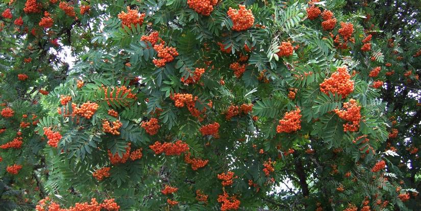 How to Grow a Rowan Tree in Your Backyard
