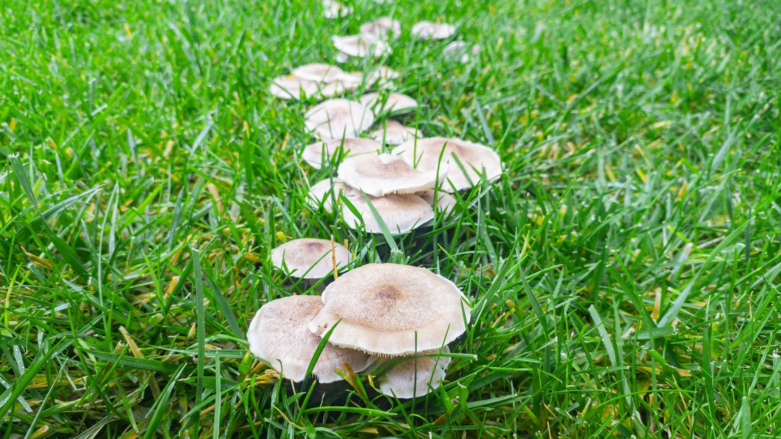 Understanding Garden Mushrooms and How They Benefit Your Plants