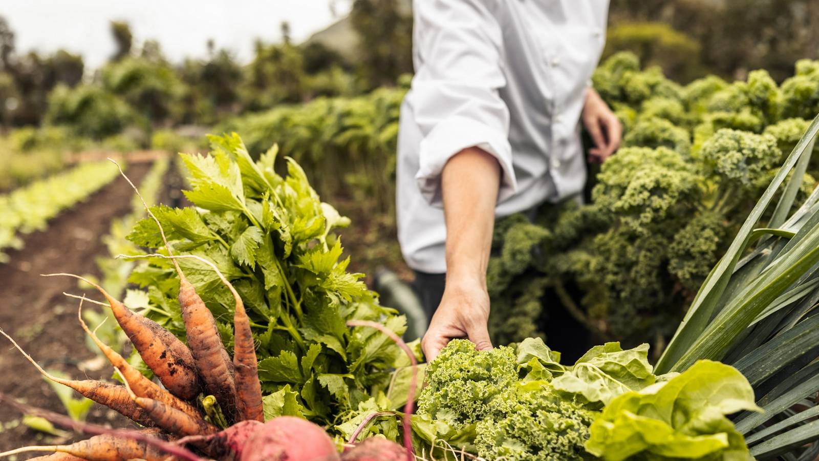 5 Cold Hardy Vegetables to Plant in Early Spring