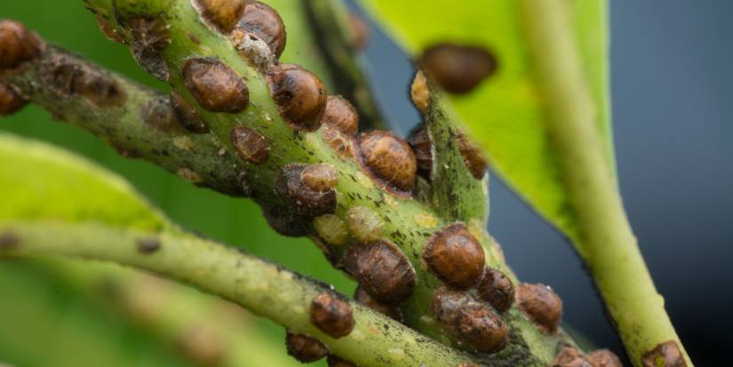 Use Eco-Friendly Flea Solutions This Fall
