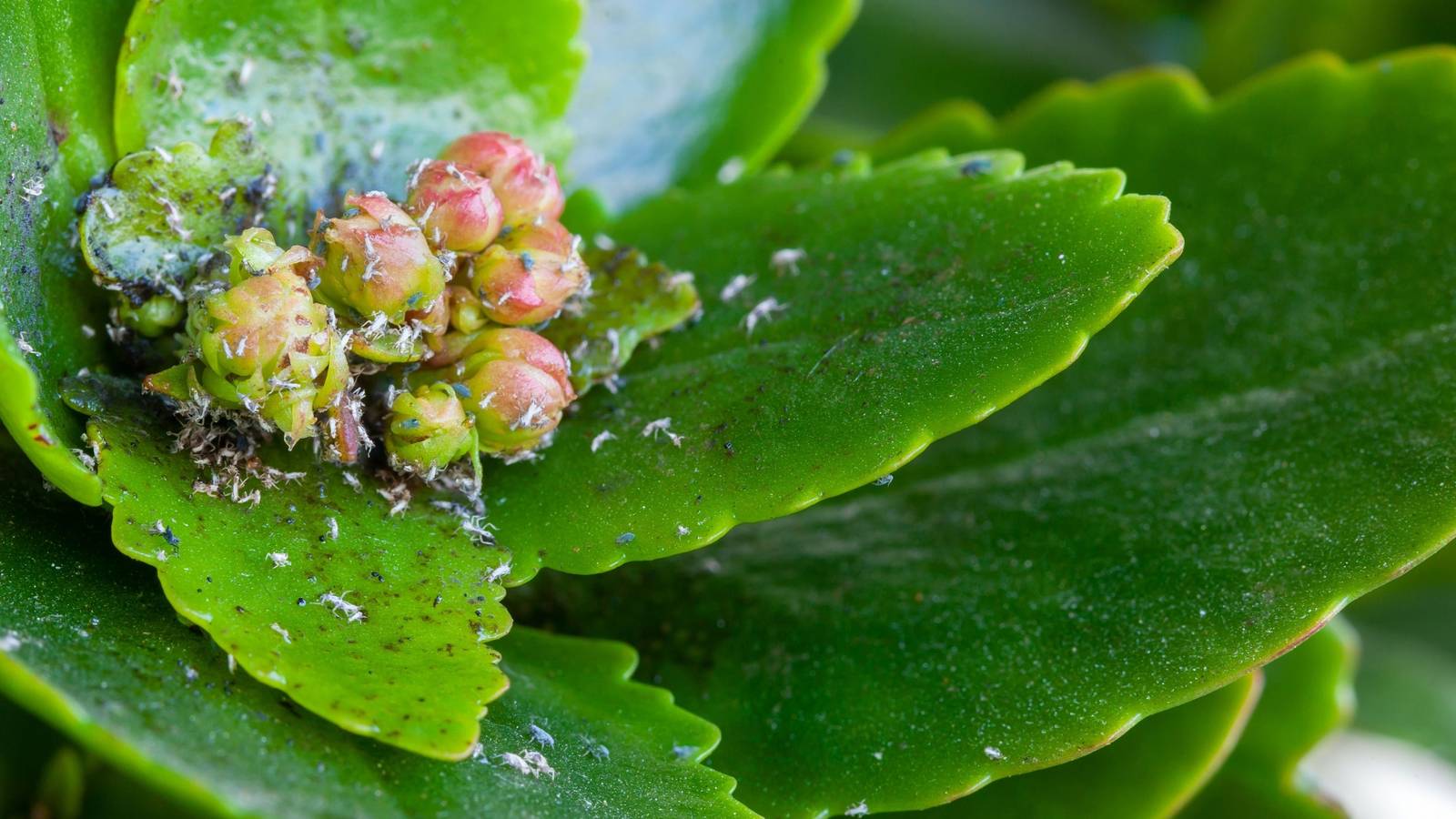 Succulent Security: Managing the Top 10 Pests and Diseases for Healthy  Plants