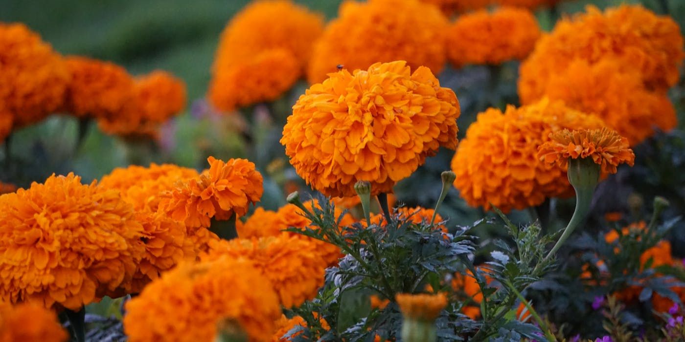 Garden Symmetry: Stunning Round Flowers to Elevate Your Landscape