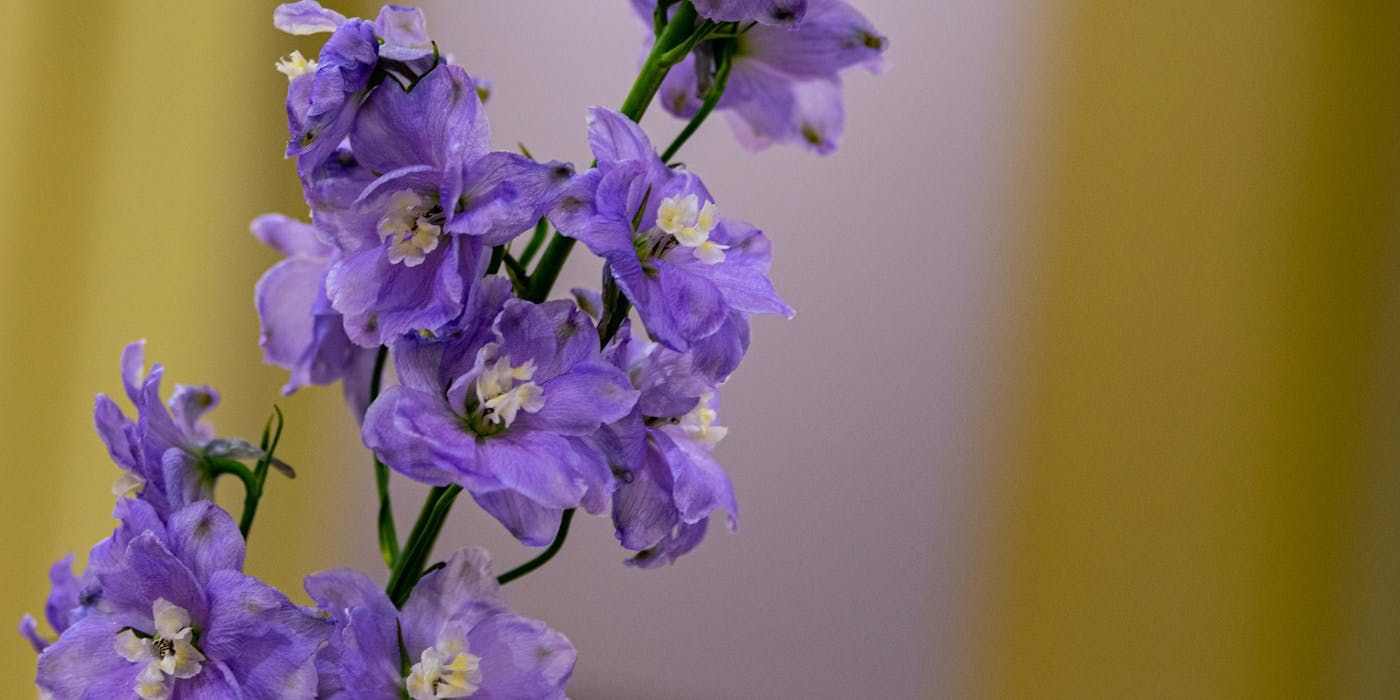 Delphinium Takes the Spotlight as the Flower of the Year