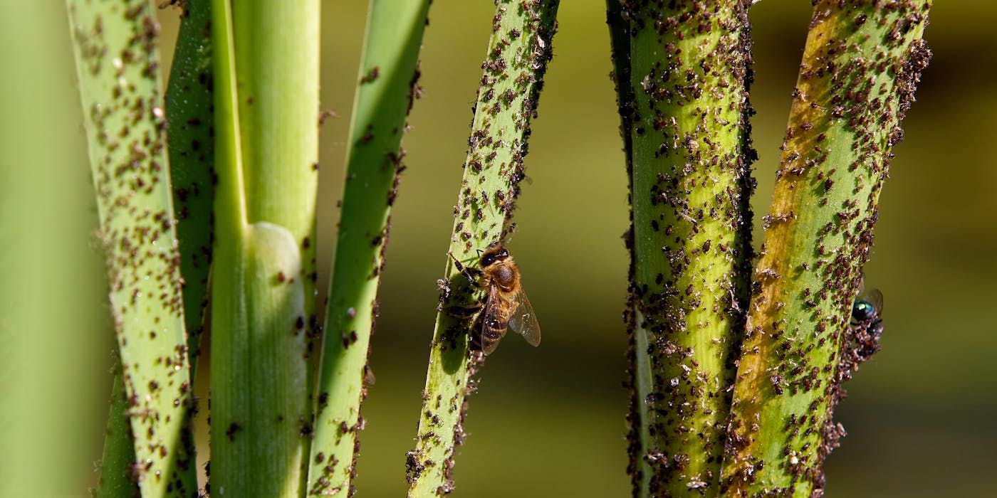 5 Common Insects You Can Get Rid of with Natural Pest Control