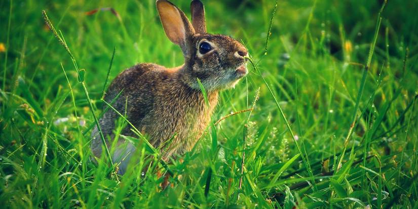 Cute or Cunning? The Reality of Dealing with Garden Rabbits