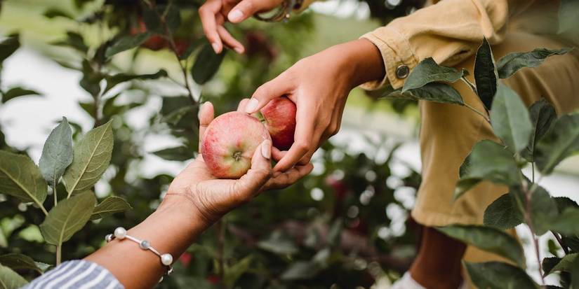Harvesting apples