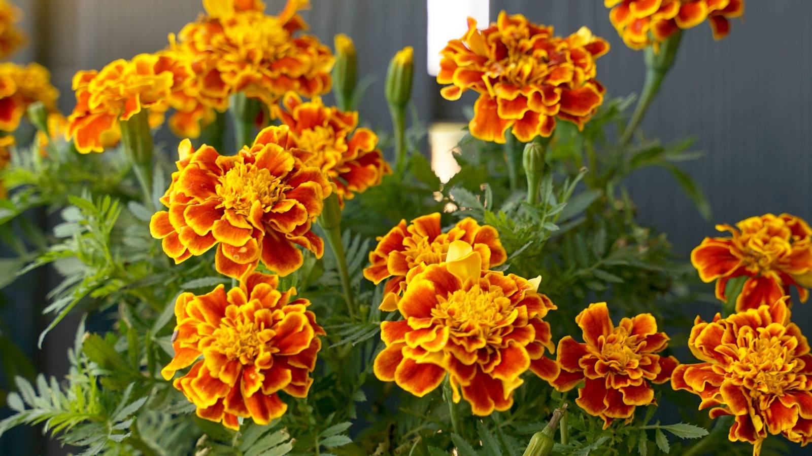Why Marigolds Are the Heart of Día de los Muertos