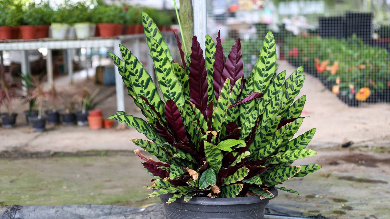 Rattlesnake Plant Care: A Guide to Growing Indoors Safely