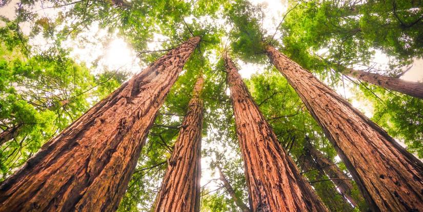 Legendary Trees: Symbols of Life, Wisdom, and Endurance Across Cultures