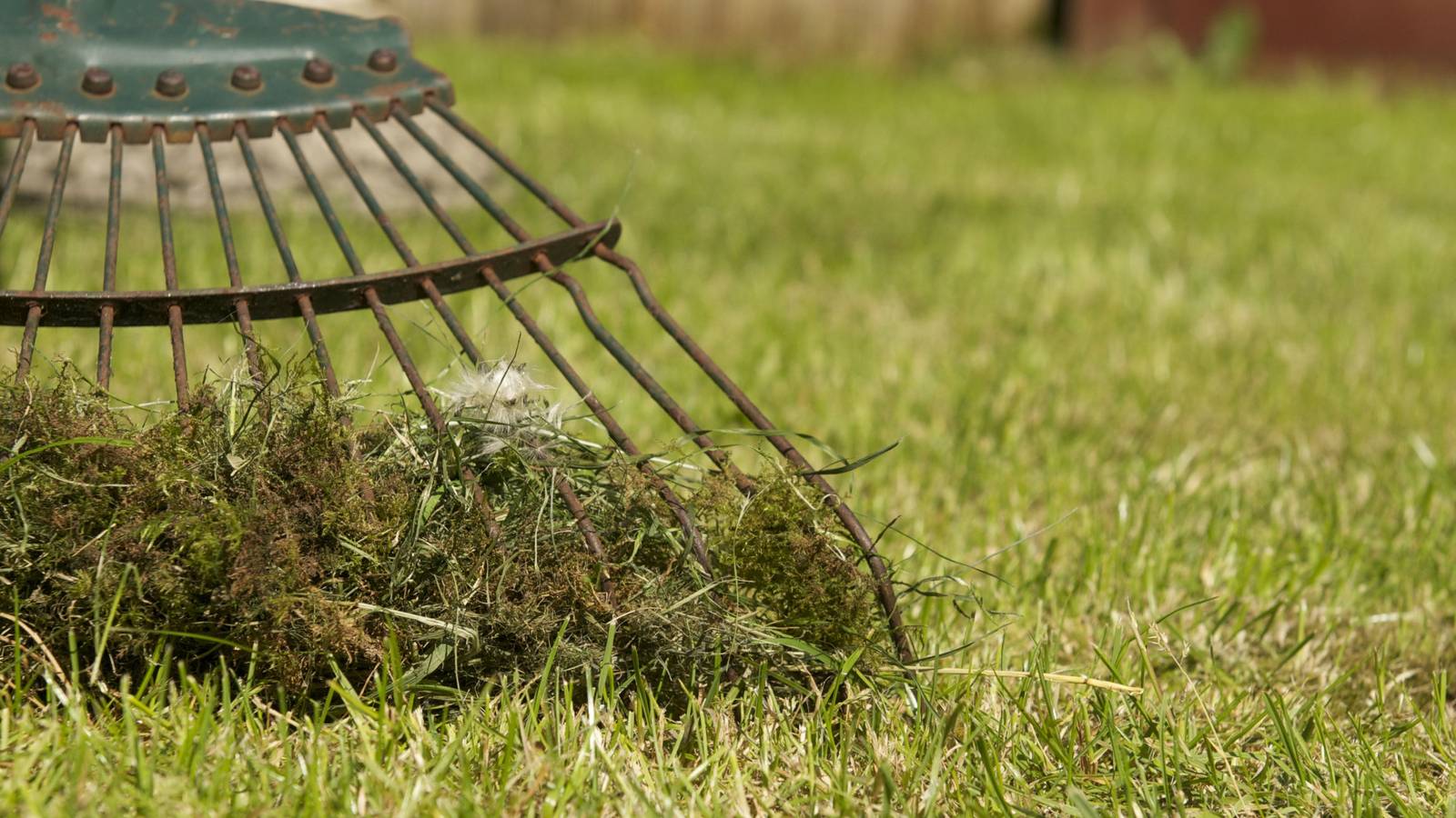 Spring Lawn Restoration: Conquering Moss for a Lush Yard