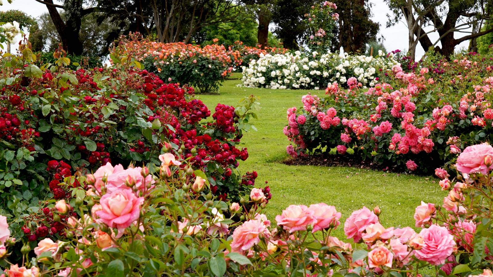 Rose Varieties Perfect For Your Garden's Climate
